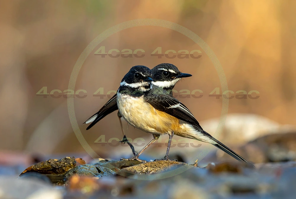 4cP013008AI生成素材