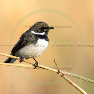 4cP013009AI生成素材