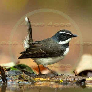 4cP013010AI生成素材