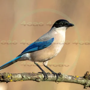 4cP013012AI生成素材