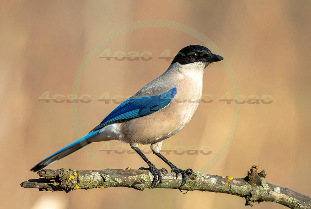 4cP013012AI生成素材