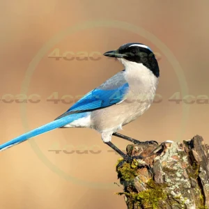 4cP013013AI生成素材