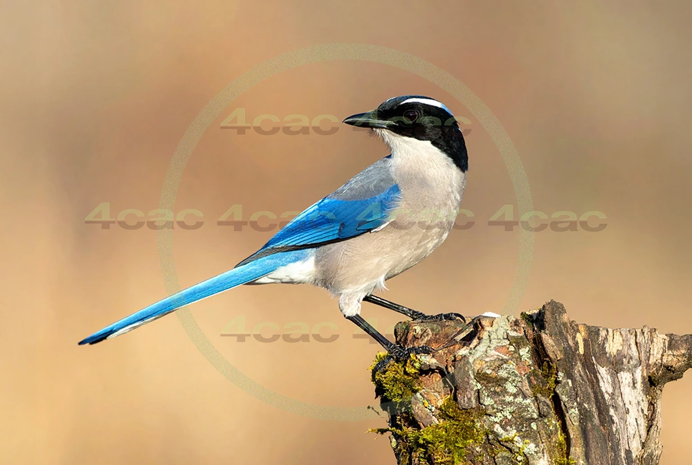 4cP013013AI生成素材