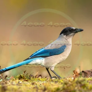 4cP013014AI生成素材