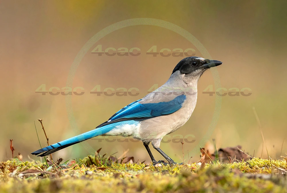 4cP013014AI生成素材