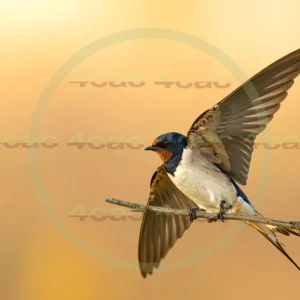 4cP013015AI生成素材