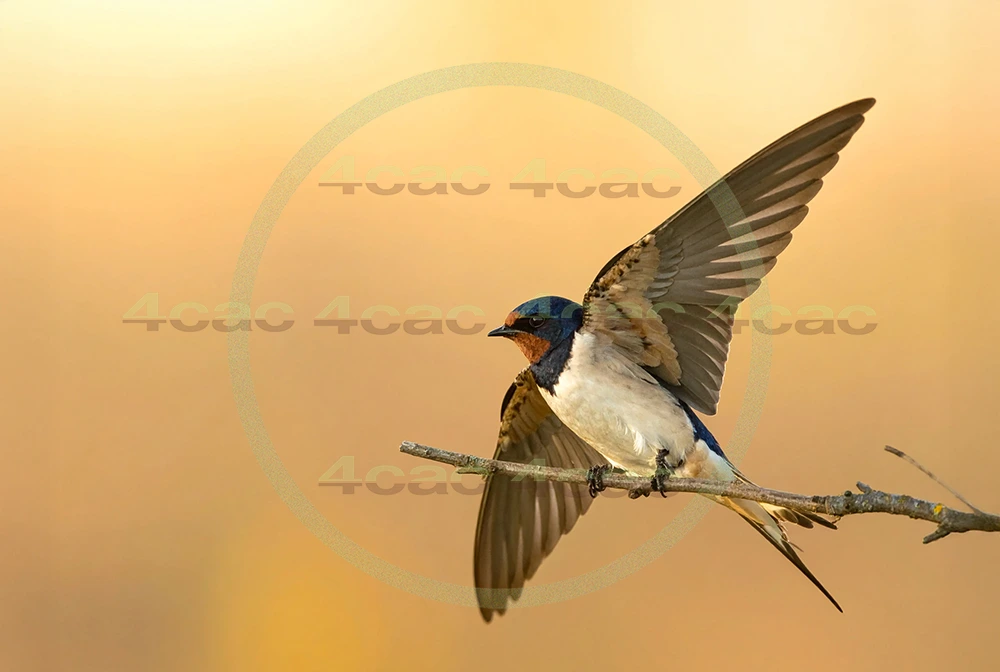 4cP013015AI生成素材