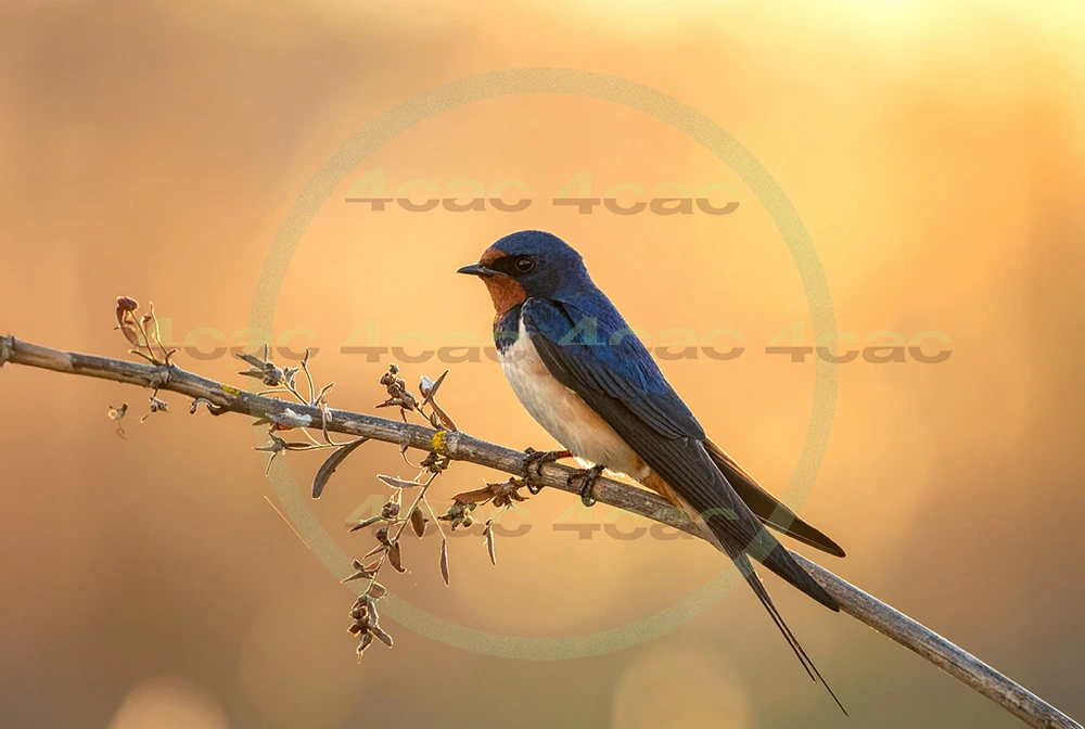 4cP013016AI生成素材