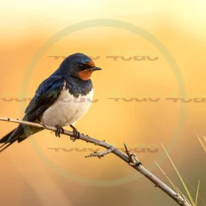 4cP013017AI生成素材