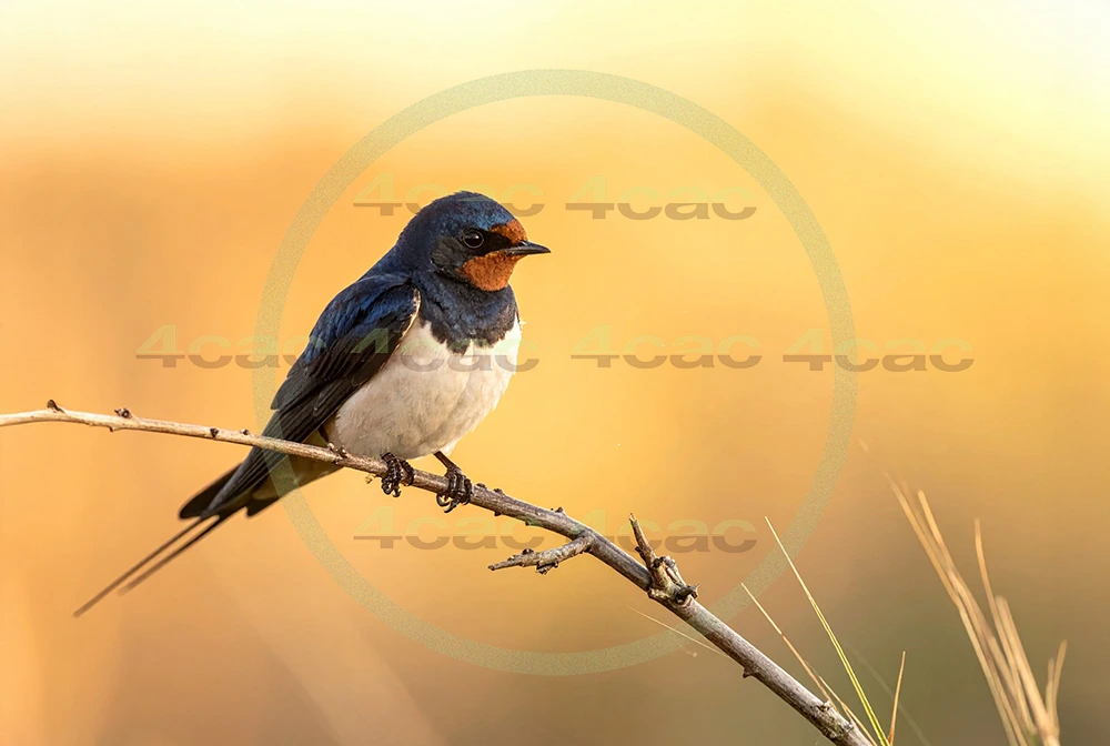 4cP013017AI生成素材