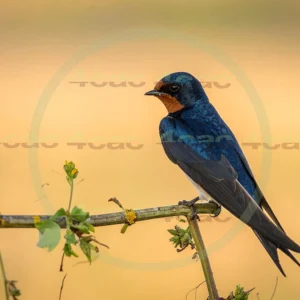 4cP013018AI生成素材