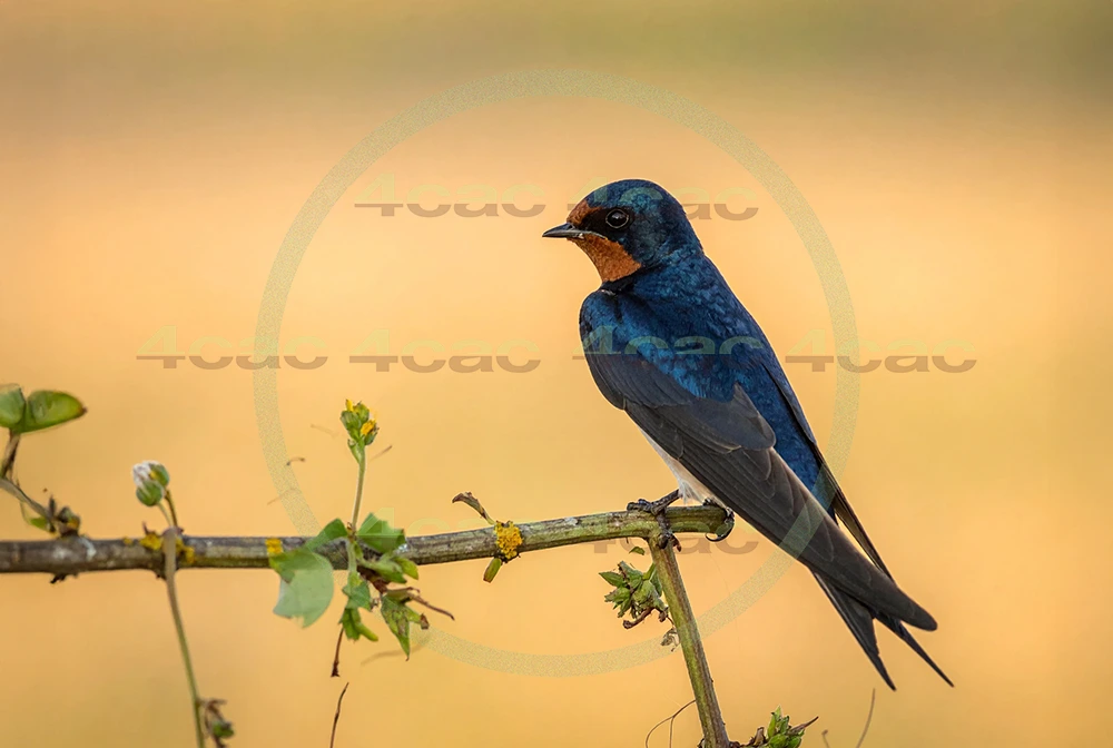 4cP013018AI生成素材