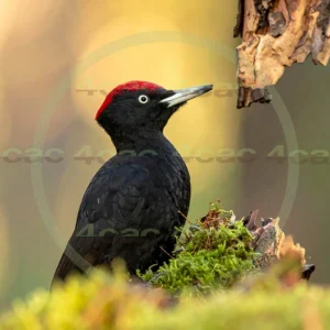 4cP013019AI生成素材