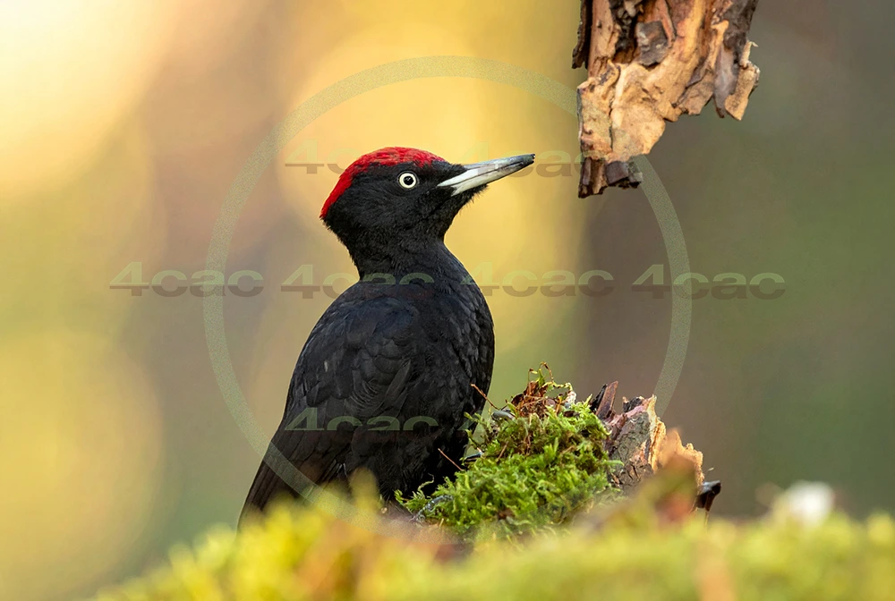 4cP013019AI生成素材