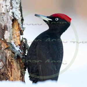 4cP013020AI生成素材