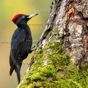 4cP013021AI生成素材