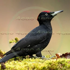 4cP013022AI生成素材