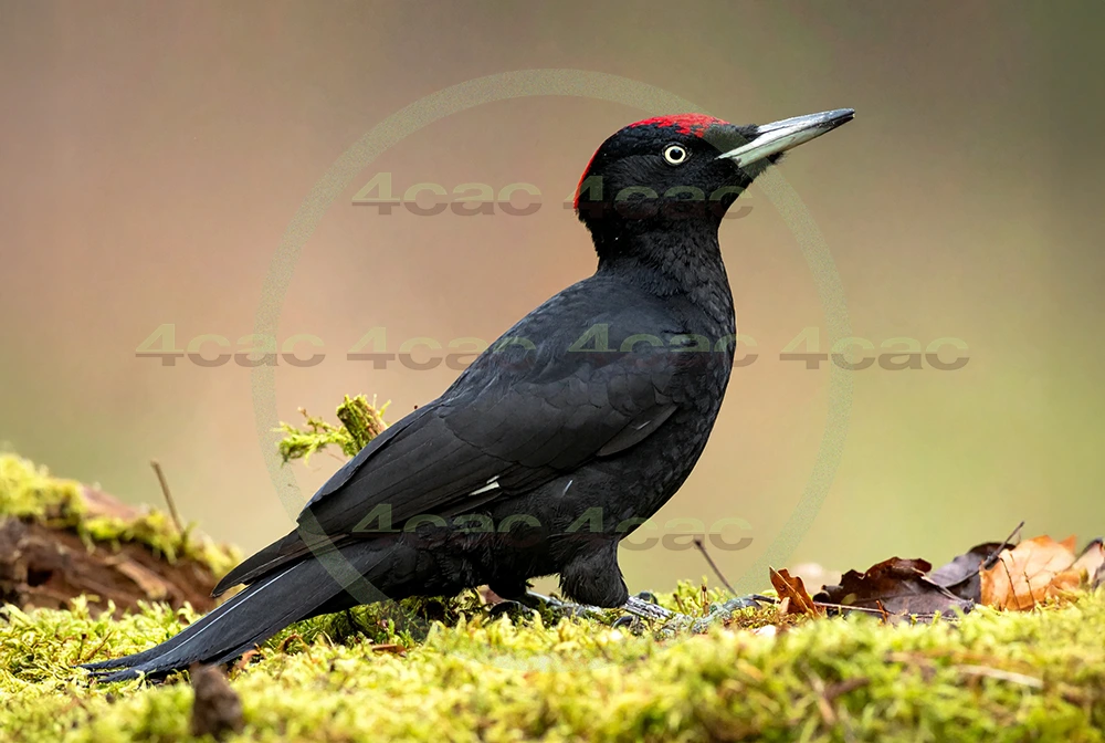 4cP013022AI生成素材