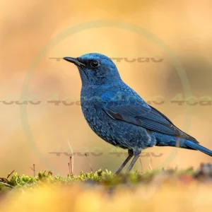 4cP013023AI生成素材