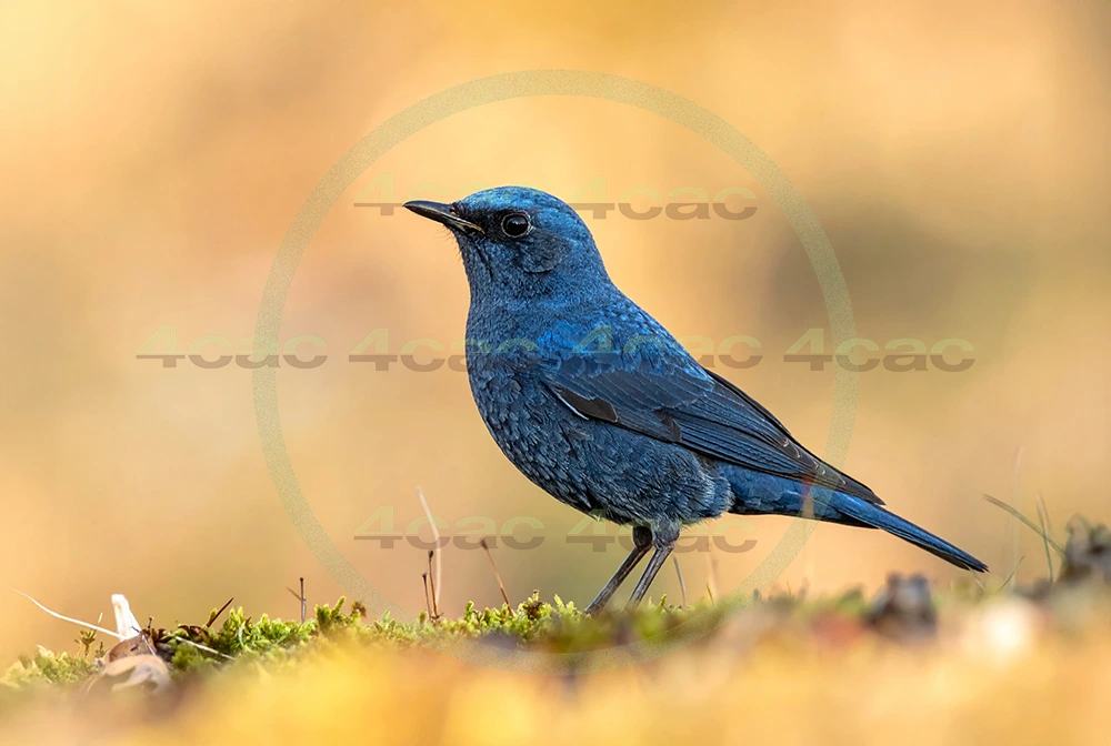 4cP013023AI生成素材