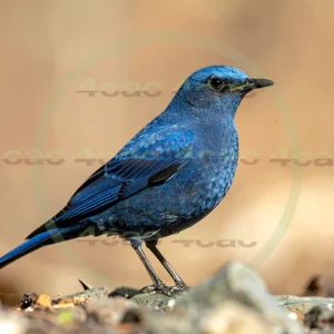 4cP013024AI生成素材