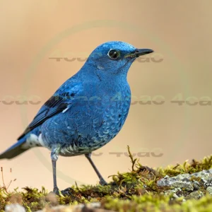 4cP013025AI生成素材