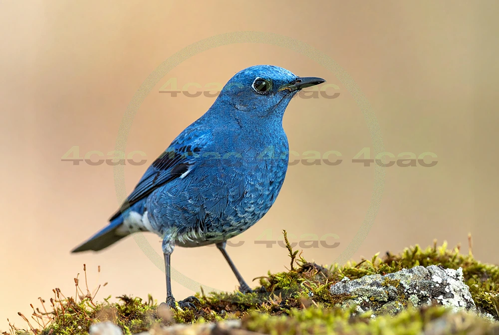 4cP013025AI生成素材