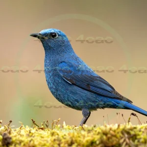 4cP013026AI生成素材