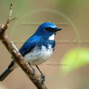 4cP013028AI生成素材