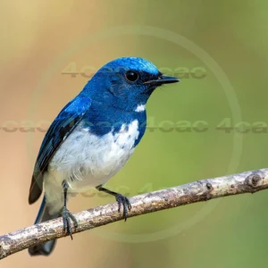 4cP013029AI生成素材