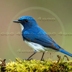 4cP013030AI生成素材