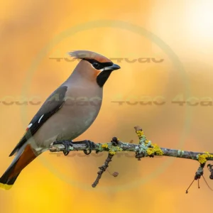 4cP013031AI生成素材