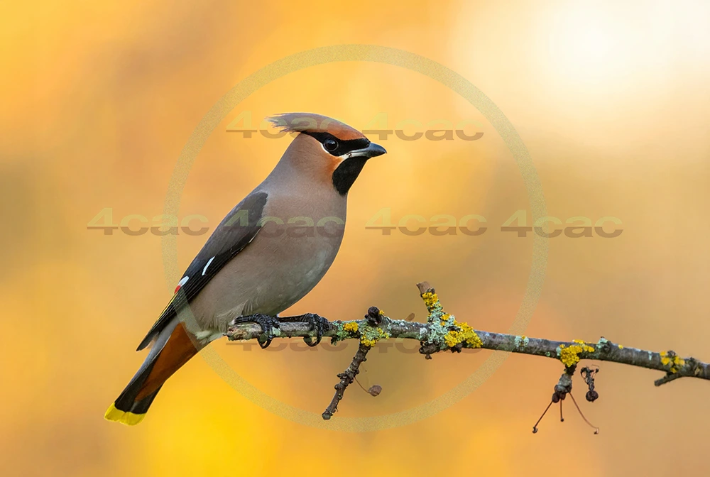 4cP013031AI生成素材