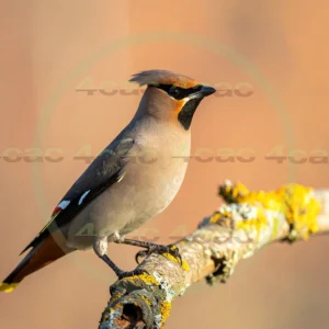 4cP013032AI生成素材