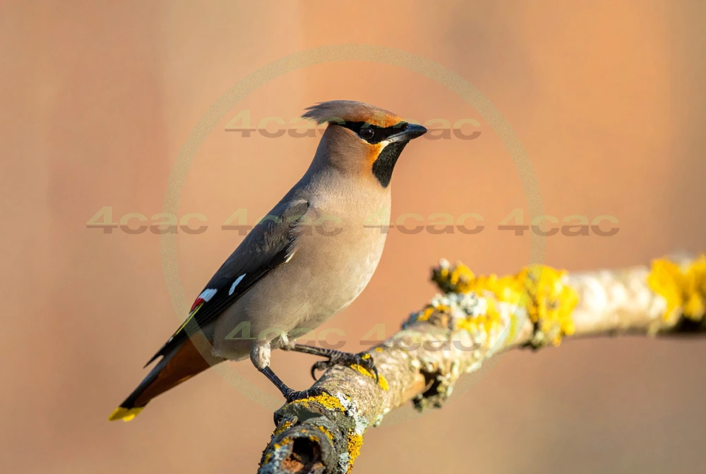 4cP013032AI生成素材