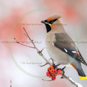 4cP013033AI生成素材