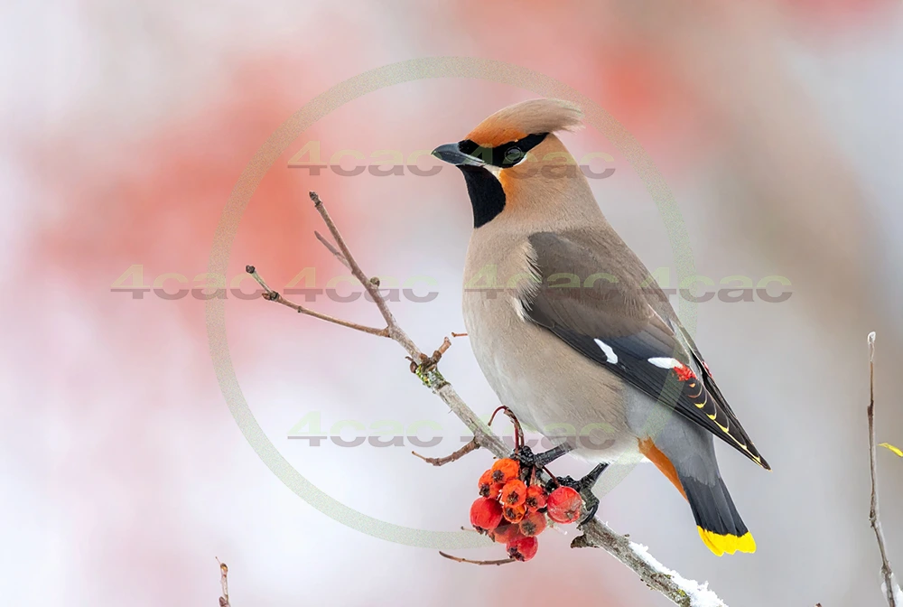 4cP013033AI生成素材