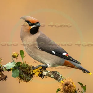 4cP013034AI生成素材