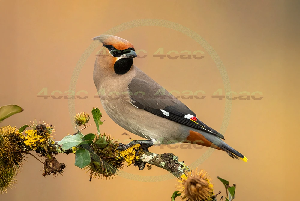 4cP013034AI生成素材