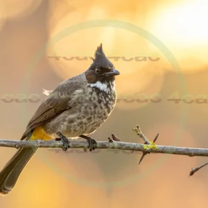 4cP013035AI生成素材