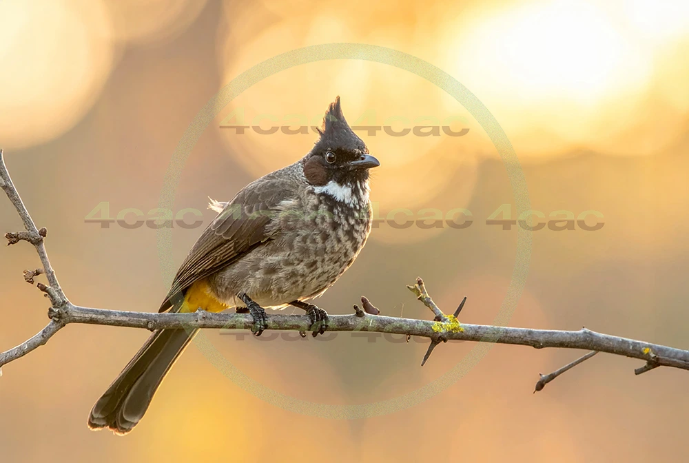 4cP013035AI生成素材