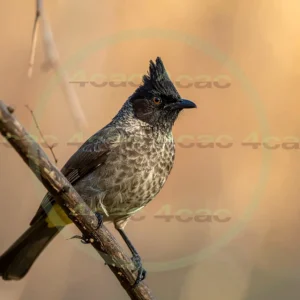 4cP013036AI生成素材