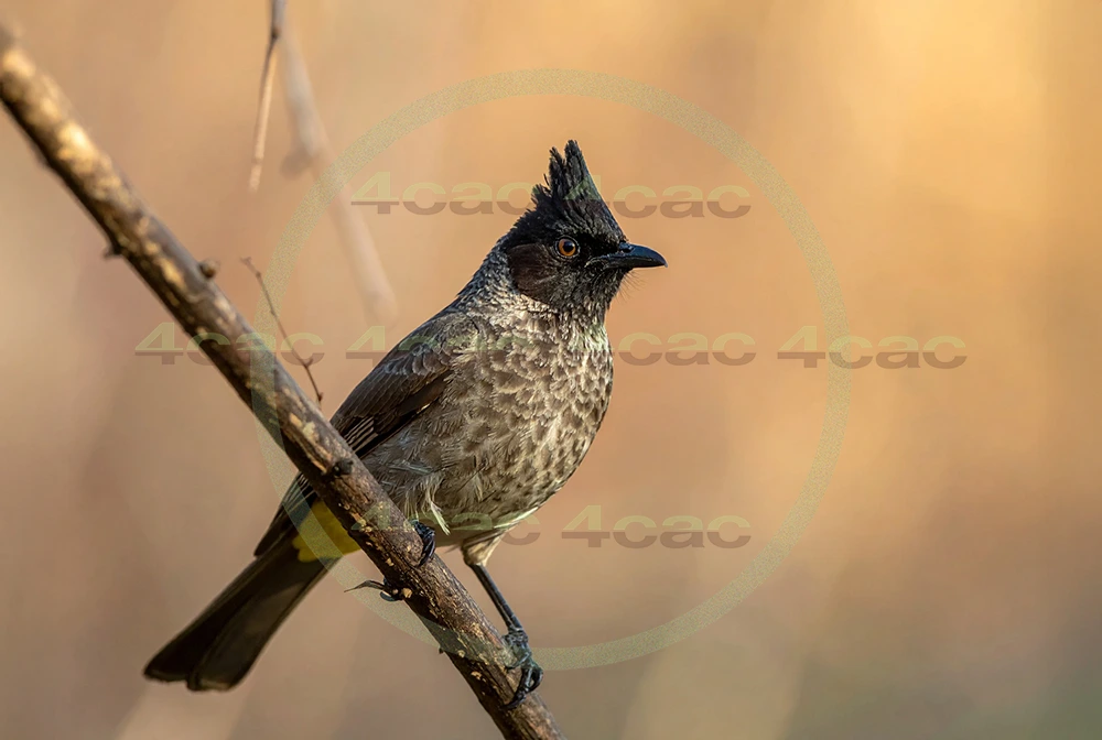 4cP013036AI生成素材