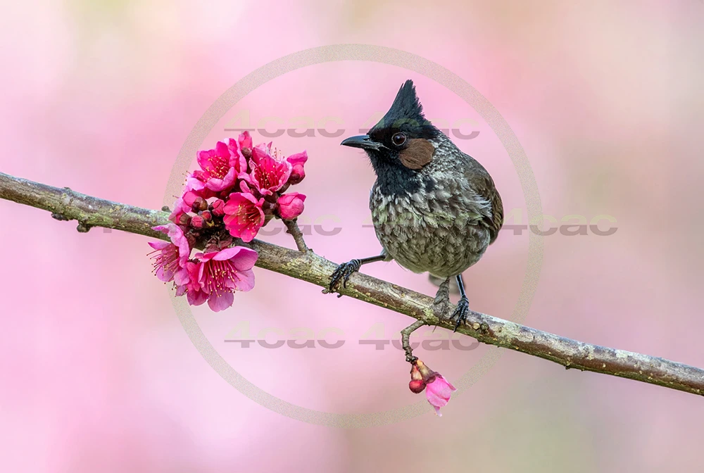 4cP013037AI生成素材