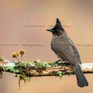 4cP013038AI生成素材