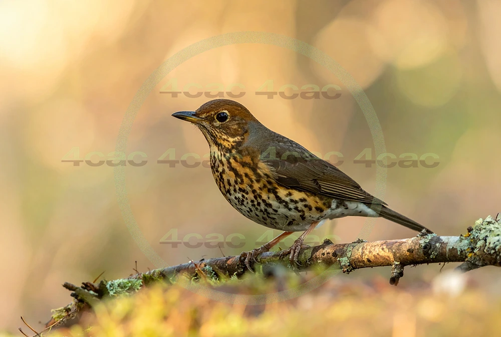 4cP013039AI生成素材