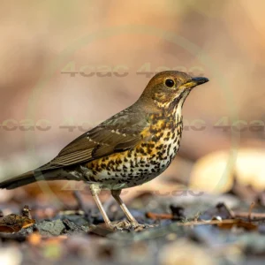 4cP013040AI生成素材