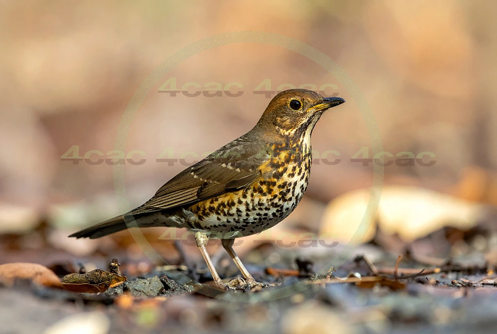 4cP013040AI生成素材