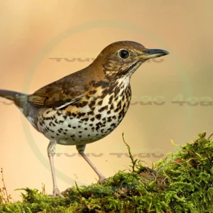 4cP013041AI生成素材