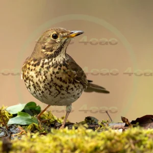 4cP013042AI生成素材